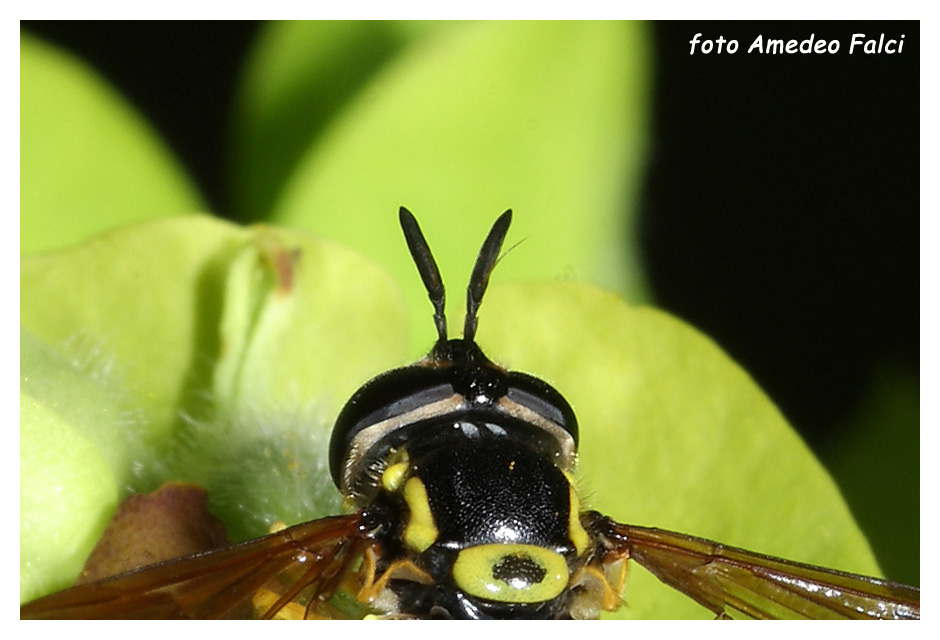 Chrysotoxum intermedium (Syrphidae) della Sicilia, conferma.
